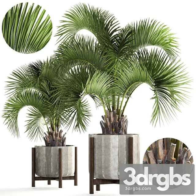Collection of plants 165. butia capitata, butia, palm tree, concrete pot, flowerpot, indoor, interior, decorative, outdoor Collection of plants 165. butia capitata, butia, palm tree, concrete pot, flowerpot, indoor, interior, decorative, outdoor