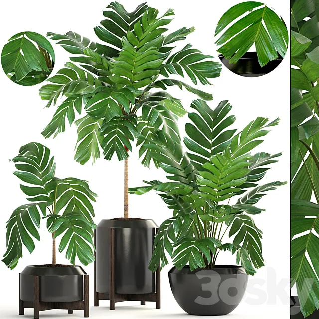 Collection of plants 167. Chamaedorea elegans Chamaedorea graceful bush pot flower palm tree flowerpot interior 3D Model Collection of plants 167. Chamaedorea elegans Chamaedorea graceful bush pot flower palm tree flowerpot interior 3D Model