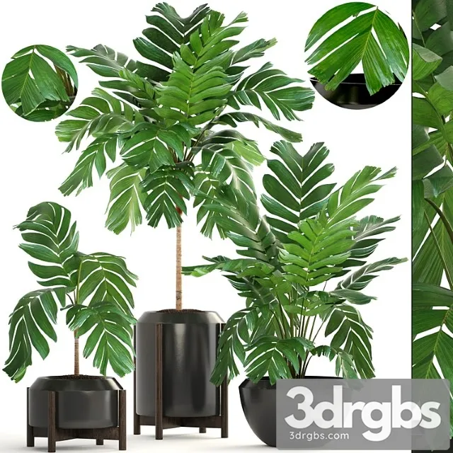 Collection of plants 167. chamaedorea elegans, chamaedorea graceful, bush, pot, flower, palm tree, flowerpot, interior Collection of plants 167. chamaedorea elegans, chamaedorea graceful, bush, pot, flower, palm tree, flowerpot, interior