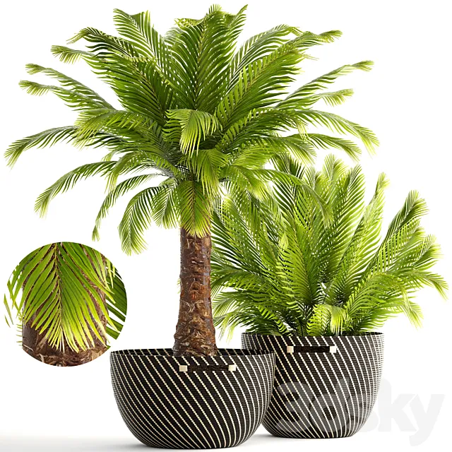 Collection of plants 168. Phoenix roebelenii basket rattan bushes decorative street 3D Model Collection of plants 168. Phoenix roebelenii basket rattan bushes decorative street 3D Model