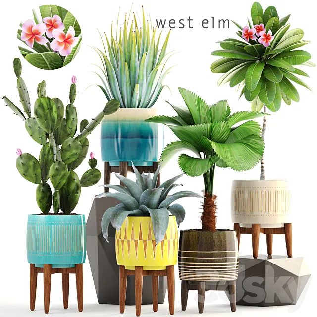 Collection of plants 179. frangipani flower pot cactus prickly pear agave likuala palm tree bush flowerpot 3D Model Collection of plants 179. frangipani flower pot cactus prickly pear agave likuala palm tree bush flowerpot 3D Model