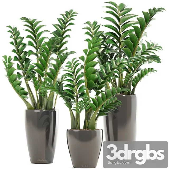 Collection Of Plants 192 Zamioculcas Flower Pot Bush Flowerpot Interior Decorative 3D Model Download