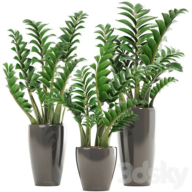 Collection of plants 192. Zamioculcas. flower. pot. bush. flowerpot. interior. decorative 3DModel Collection of plants 192. Zamioculcas. flower. pot. bush. flowerpot. interior. decorative 3DModel