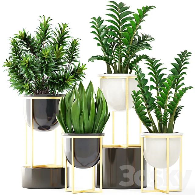 Collection of plants 194. luxury pot gold dracaena bush flower flowerpot Zamioculcas interior decorative sansevieria 3D Model Collection of plants 194. luxury pot gold dracaena bush flower flowerpot Zamioculcas interior decorative sansevieria 3D Model