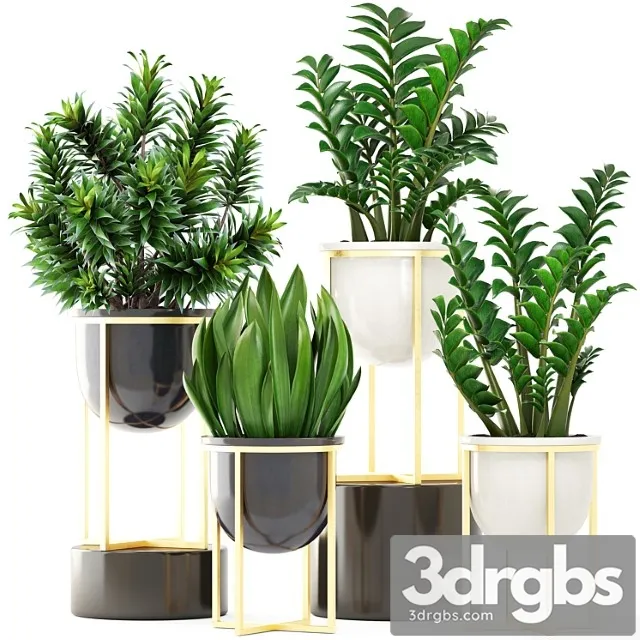 Collection of plants 194. luxury pot, gold, dracaena, bush, flower, flowerpot, zamioculcas, interior, decorative, sansevieria Collection of plants 194. luxury pot, gold, dracaena, bush, flower, flowerpot, zamioculcas, interior, decorative, sansevieria
