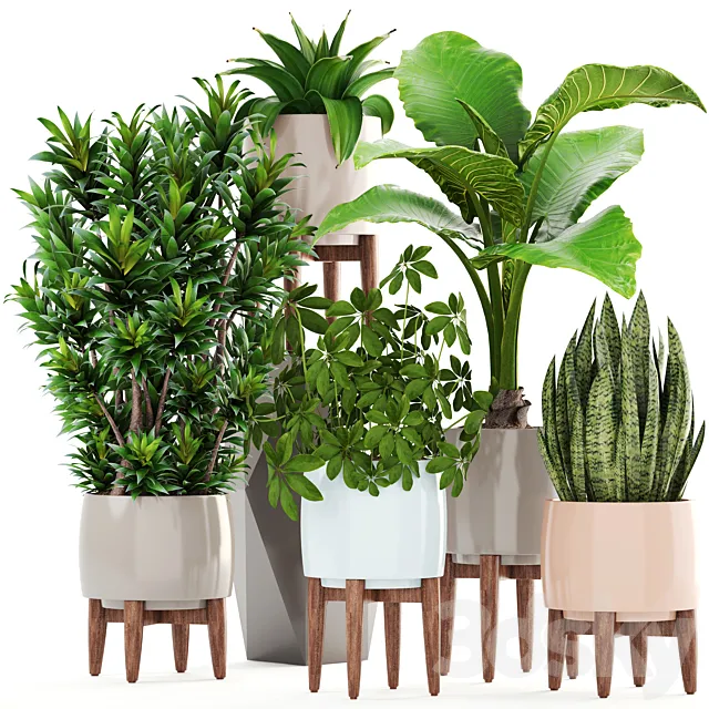 Collection of plants 196. Dracaena. bush. alocasia. flower. pot. flowerpot. interior. decorative 3DModel Collection of plants 196. Dracaena. bush. alocasia. flower. pot. flowerpot. interior. decorative 3DModel