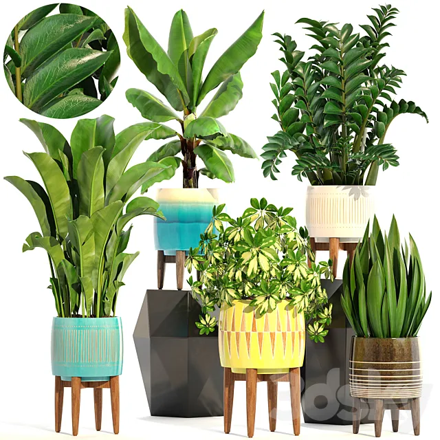 Collection of plants 197. indoor. interior. banana. revenala. Zamioculcas. sansevieria. Schefflera. pot. flower 3DModel Collection of plants 197. indoor. interior. banana. revenala. Zamioculcas. sansevieria. Schefflera. pot. flower 3DModel