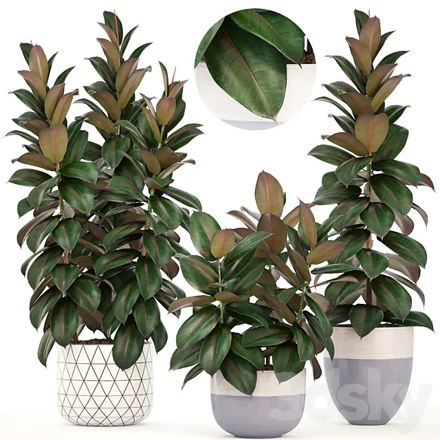 Collection of plants 204. Ficus robusta. tree. bush. interior. indoor plants. pot. flowerpot. Scandinavian style. ficus abidjan 3DModel Collection of plants 204. Ficus robusta. tree. bush. interior. indoor plants. pot. flowerpot. Scandinavian style. ficus abidjan 3DModel