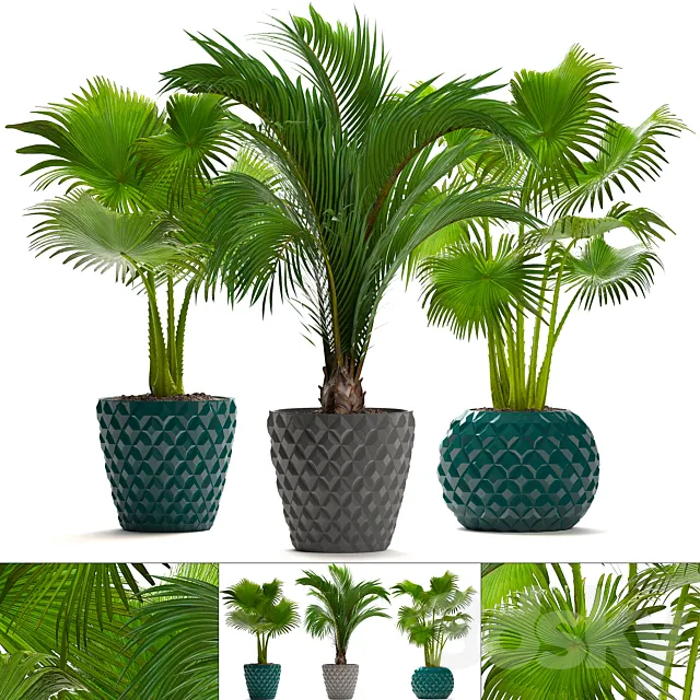 Collection of plants 214. Palm trees. Palm trees fan decorative indoor pot flowerpot concrete 3D Model Collection of plants 214. Palm trees. Palm trees fan decorative indoor pot flowerpot concrete 3D Model
