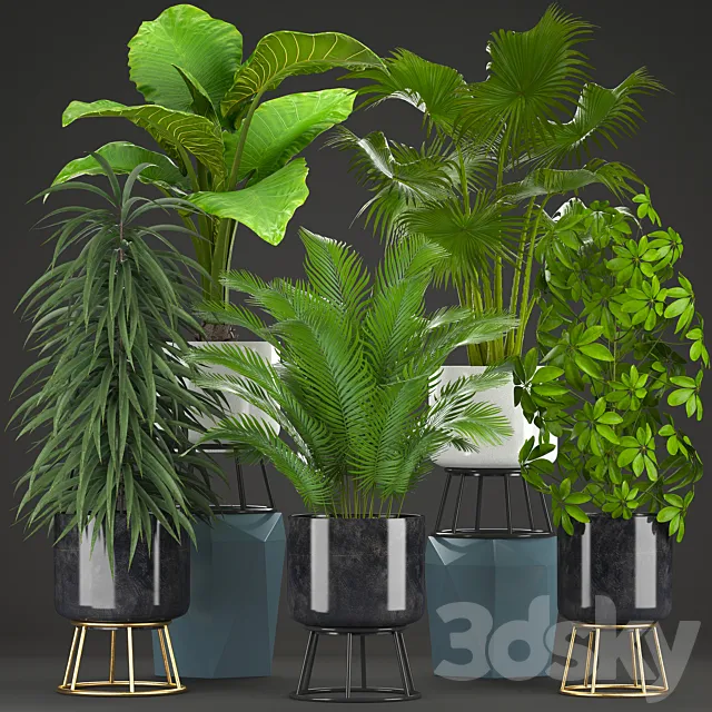 Collection of plants 215. Ornamental plants interior exotic flower pot flowerpot bush Ficus Ali Schefflera palm tree alocasia Hovea fan palm Howea forsteriana 3D Model Collection of plants 215. Ornamental plants interior exotic flower pot flowerpot bush Ficus Ali Schefflera palm tree alocasia Hovea fan palm Howea forsteriana 3D Model