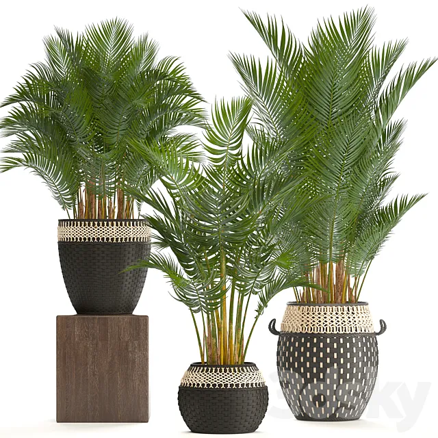 Collection of plants 218. Howea forsteriana basket rattan palm tree interior palm trees eco style design natural decor wicker 3D Model Collection of plants 218. Howea forsteriana basket rattan palm tree interior palm trees eco style design natural decor wicker 3D Model