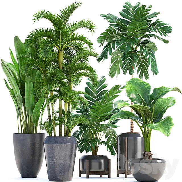 Collection of plants 250. Banana palm alocasia thickets Roystonea Hamedorea bushes exotic thickets tropical plants strelitzia 3D Model Collection of plants 250. Banana palm alocasia thickets Roystonea Hamedorea bushes exotic thickets tropical plants strelitzia 3D Model