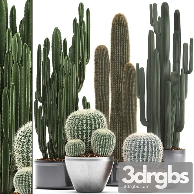 Collection of plants 300. cactus set. echinocactus, round cactus, cereus, barrel cactus, indoor cactus, desert plants Collection of plants 300. cactus set. echinocactus, round cactus, cereus, barrel cactus, indoor cactus, desert plants