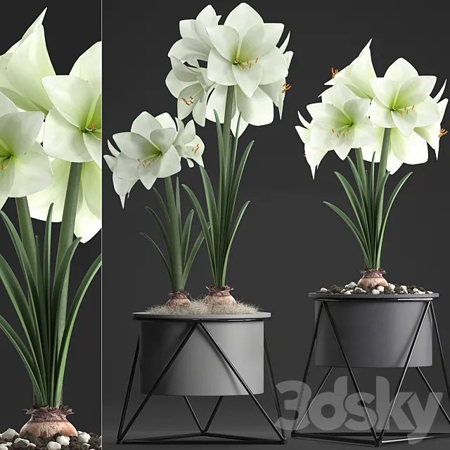 Collection of plants 310. Hippeastrum. Hippeastrum potted flowers indoor flowers flowerpot flower pot Scandinavian style eco design White flowers 3D Model Collection of plants 310. Hippeastrum. Hippeastrum potted flowers indoor flowers flowerpot flower pot Scandinavian style eco design White flowers 3D Model