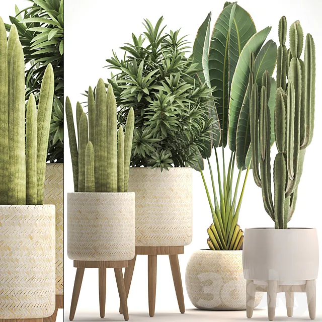 Collection of plants 320. White basket. dracaena. ravenala. banana. cereus. cactus. sansevieria. interior. indoor. Scandinavian style. strelitzia 3DModel