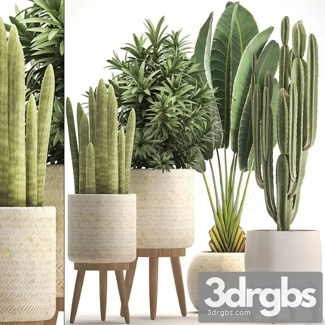 Collection of plants 320. white basket, dracaena, ravenala, banana, cereus, cactus, sansevieria, interior, indoor, scandinavian style, strelitzia Collection of plants 320. white basket, dracaena, ravenala, banana, cereus, cactus, sansevieria, interior, indoor, scandinavian style, strelitzia