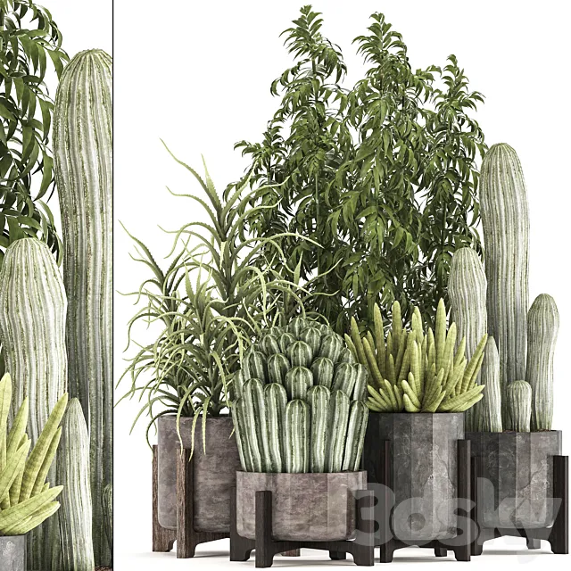 Collection of plants 325. Cactus thickets indoor plants concrete pot bamboo aloe cactus desert plants thickets outdoor 3D Model Collection of plants 325. Cactus thickets indoor plants concrete pot bamboo aloe cactus desert plants thickets outdoor 3D Model