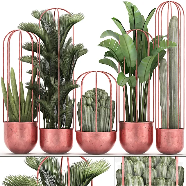 Collection of plants 326. Cacti palm copper banana dipsis indoor plants pot copper flowerpot metal outdoor decorative strelitzia Cactus 3D Model Collection of plants 326. Cacti palm copper banana dipsis indoor plants pot copper flowerpot metal outdoor decorative strelitzia Cactus 3D Model