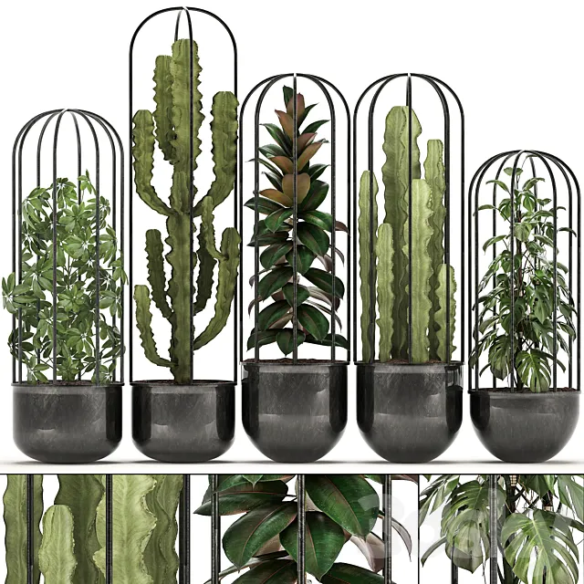 Collection of plants 327. Black pot loft flowerpot cactus spurge monstera Schefflera ficus interior ficus abidjan metal industrial style 3D Model Collection of plants 327. Black pot loft flowerpot cactus spurge monstera Schefflera ficus interior ficus abidjan metal industrial style 3D Model