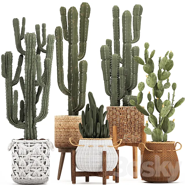 Collection of plants 330. Basket rattan. prickly pear. indoor cactus. white basket. carnegia. Prickly pear. desert plants. eco design. wicker 3DModel Collection of plants 330. Basket rattan. prickly pear. indoor cactus. white basket. carnegia. Prickly pear. desert plants. eco design. wicker 3DModel