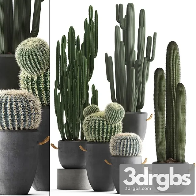Collection of Plants 411 Cactus Set Echinocactus Cereus Carnegia Barrel Cactus Indoor Plants Concrete Pot Outdoor 3D Model Download
