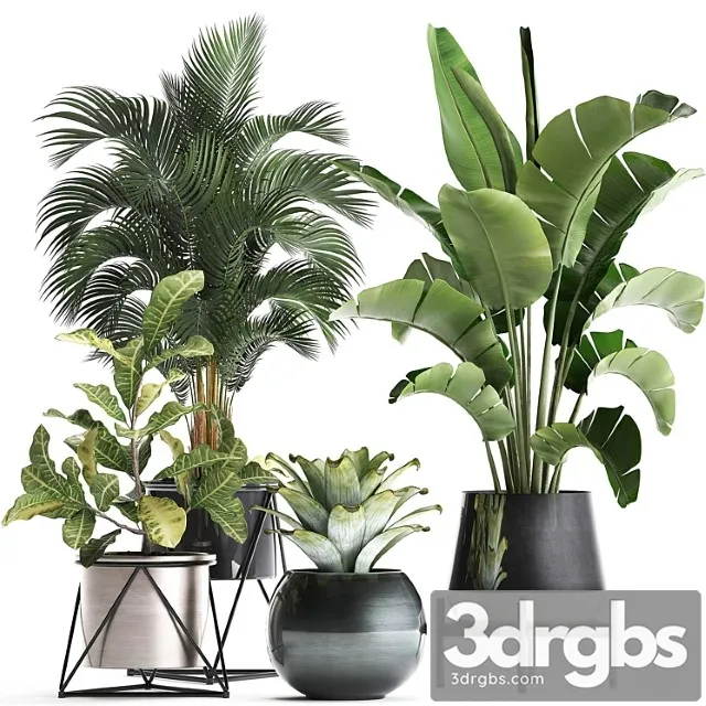 Collection of Plants 441 Banana Strelitzia Round Croton Flower Pot Bromeliad Palm Indoor Plants Lukhuri Luxe Interior Decor Stilnier Hoveia 3D Model Download