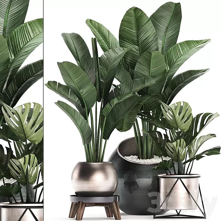 Collection of plants 465. Banana palm monstera banana round flowerpot luxury strelitzia 3D Model