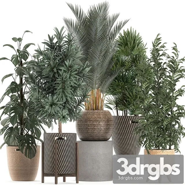 Collection of Plants 632 Basket Rattan Monstera Bamboo Palm Rapeseed Dracaena Indoor Plant Overgrown Eco Design Rafis Palm 3D Model Download
