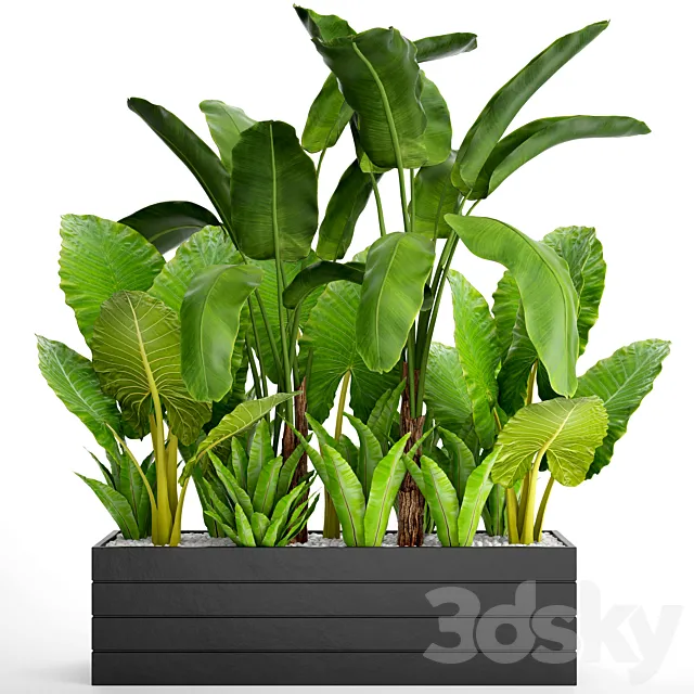 Collection of plants 67. Banana palm Alocasia Asplenium bushes thickets Strelitzia tropical exotic 3D Model Collection of plants 67. Banana palm Alocasia Asplenium bushes thickets Strelitzia tropical exotic 3D Model