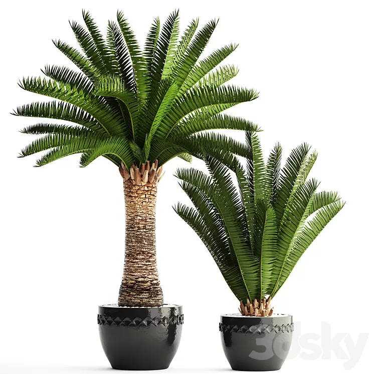 Collection of plants 69. Phoenix canariensis Canarian date Date palm outdoor pot flowerpot date 3D Model Collection of plants 69. Phoenix canariensis Canarian date Date palm outdoor pot flowerpot date 3D Model