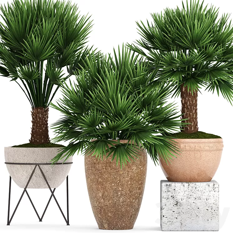 Collection of plants 70. Chamaerops Hamerops palm tree outdoor pot flowerpot concrete clinker clay decorative bush 3D Model Collection of plants 70. Chamaerops Hamerops palm tree outdoor pot flowerpot concrete clinker clay decorative bush 3D Model