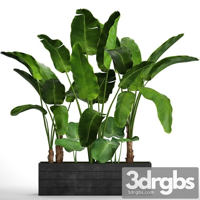 Collection of Plants 73 Tropical Plants Strelitzia Banana Bushes Thickets Pot Outdoor Flowerpot Palm Tree 3D Model Download