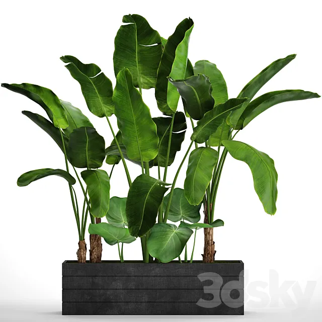 Collection of plants 73. Tropical plants. Strelitzia. banana. bushes. thickets. pot. outdoor. flowerpot. palm tree 3DModel Collection of plants 73. Tropical plants. Strelitzia. banana. bushes. thickets. pot. outdoor. flowerpot. palm tree 3DModel