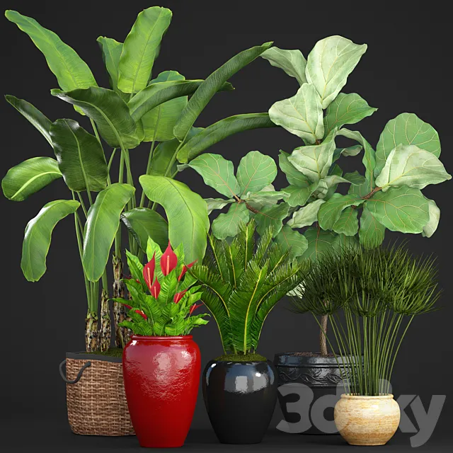 Collection of plants 75. Banana palm Ficus lyre Spathiphyllum umbellata Cycas pot basket 3D Model Collection of plants 75. Banana palm Ficus lyre Spathiphyllum umbellata Cycas pot basket 3D Model