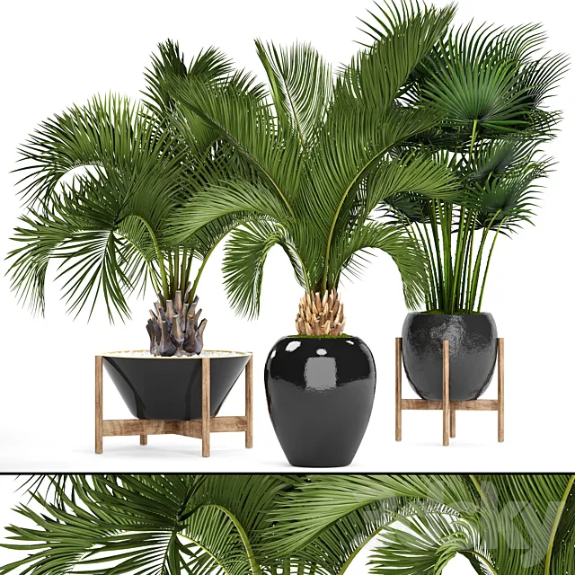 Collection of plants 78. Palm trees. Pot. black flowerpot. decorative palm. fan. butia. date. exotic. tropical. dates 3DModel Collection of plants 78. Palm trees. Pot. black flowerpot. decorative palm. fan. butia. date. exotic. tropical. dates 3DModel