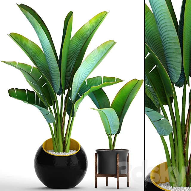 Collection of plants 79. Ravenala. Strelitzia Ravenala thickets bushes tropical exotic outdoor flowerpot banana palm 3D Model Collection of plants 79. Ravenala. Strelitzia Ravenala thickets bushes tropical exotic outdoor flowerpot banana palm 3D Model
