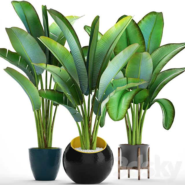 Collection of plants 82. Ravenala. Strelitzia. Ravenala. thickets. bushes. tropical. exotic. outdoor. flowerpot. banana palm 3DModel Collection of plants 82. Ravenala. Strelitzia. Ravenala. thickets. bushes. tropical. exotic. outdoor. flowerpot. banana palm 3DModel