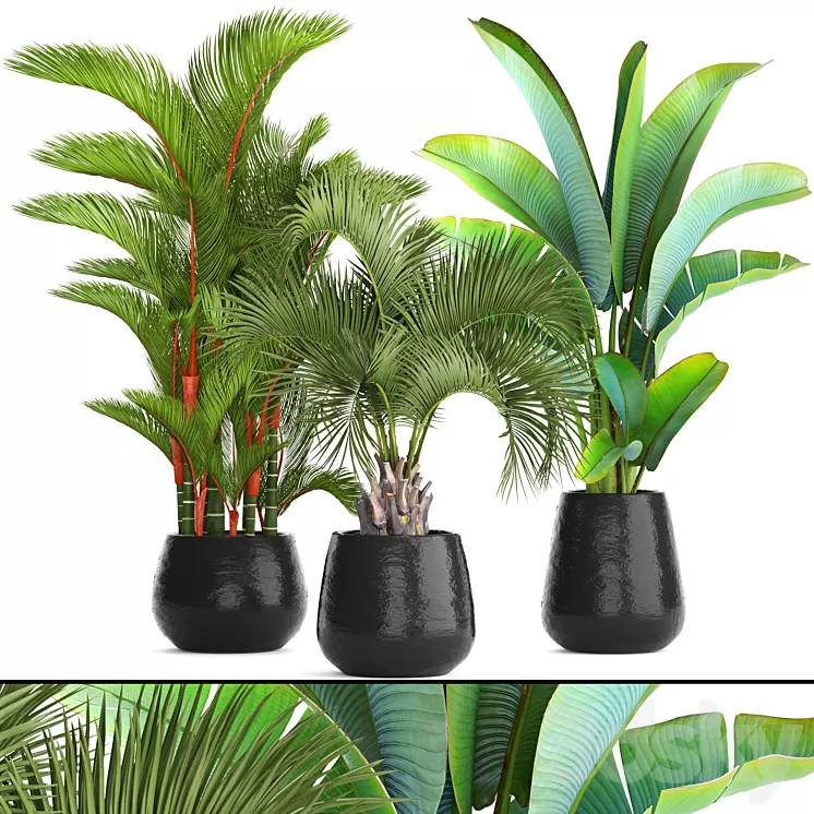 Collection of plants 84. Cyrtostakhis dipsis palm tree pot flowerpot interior exotic outdoor Ravenala banana butia strelitzia 3D Model