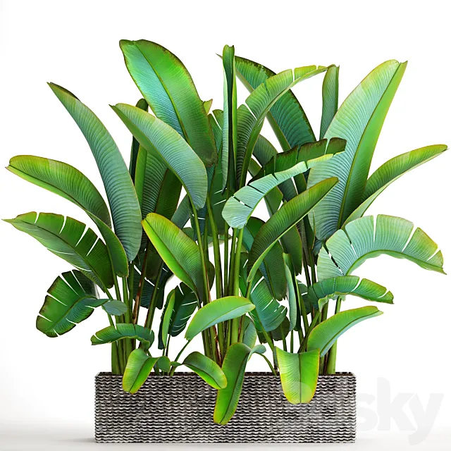 Collection of plants 85. Ravenala strelitzia bushes thickets exotic outdoor pot flowerpot banana bushes ravenala 3D Model Collection of plants 85. Ravenala strelitzia bushes thickets exotic outdoor pot flowerpot banana bushes ravenala 3D Model