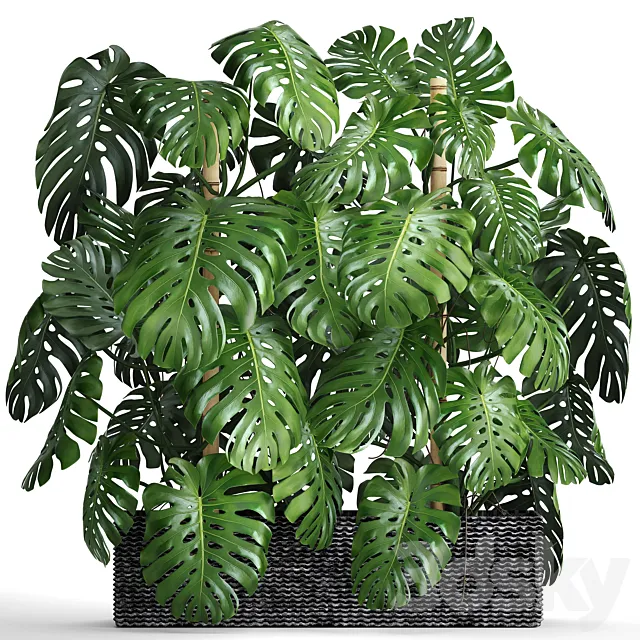 Collection of plants 87. Monstera. Monstera thickets bushes green wall pot flower concrete flowerpot 3D Model Collection of plants 87. Monstera. Monstera thickets bushes green wall pot flower concrete flowerpot 3D Model
