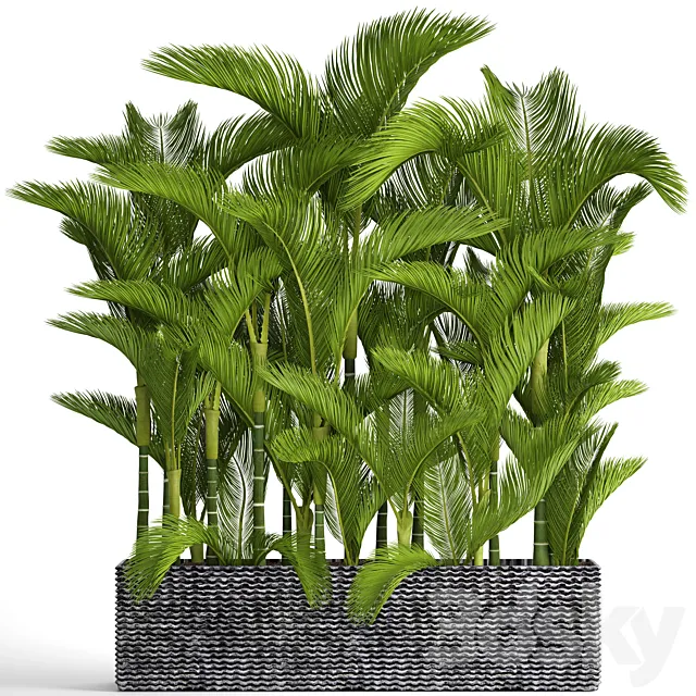 Collection of plants 88. Dypsis lutescens Cyrtostakhis dipsis ornamental palm tree thickets flower bush pot outdoor flowerpot palm tree 3D Model Collection of plants 88. Dypsis lutescens Cyrtostakhis dipsis ornamental palm tree thickets flower bush pot outdoor flowerpot palm tree 3D Model