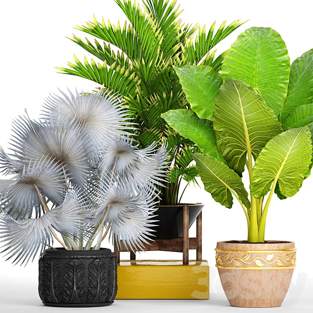 Collection of plants 91. ornamental palm howea pot flower alocasia butia fan blue palm 3D Model Collection of plants 91. ornamental palm howea pot flower alocasia butia fan blue palm 3D Model