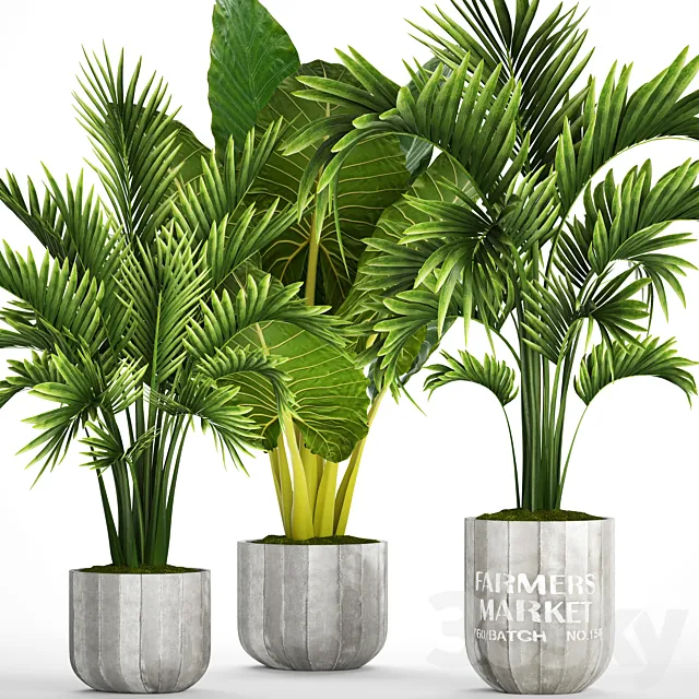 Collection of plants 92. Palm tree alocasia bushes howea concrete pot flowerpot tropical plants 3D Model Collection of plants 92. Palm tree alocasia bushes howea concrete pot flowerpot tropical plants 3D Model
