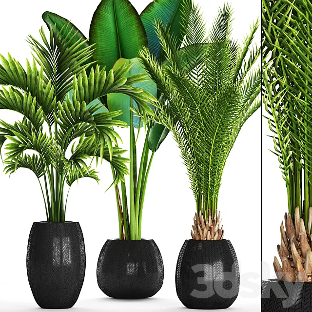 Collection of plants 93. Canarian date Howea palm Ravenala Strelitzia 3D Model Collection of plants 93. Canarian date Howea palm Ravenala Strelitzia 3D Model