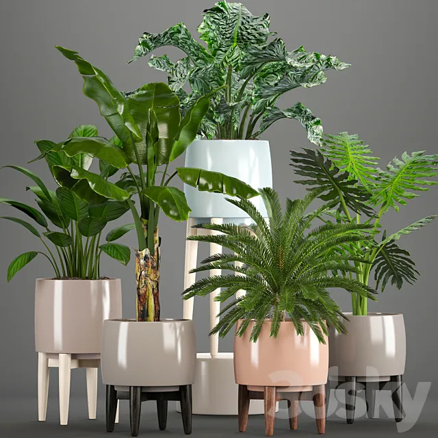 Collection of plants. Alocasia. Banana. cycas. cycad. Philodendron. pot. indoor plants 3DModel Collection of plants. Alocasia. Banana. cycas. cycad. Philodendron. pot. indoor plants 3DModel