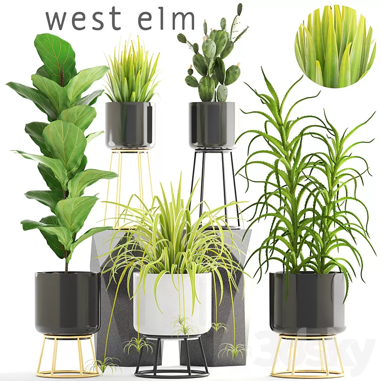 Collection of plants. aloe flower pot bush Ficus lyrata cactus prickly pear Chlorophytum agave luxury flowerpot 3D Model Collection of plants. aloe flower pot bush Ficus lyrata cactus prickly pear Chlorophytum agave luxury flowerpot 3D Model