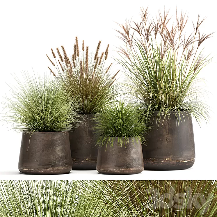 Collection of plants and bushes in rusty metal pots Reeds grass weinik. Set 988. 3D Model Collection of plants and bushes in rusty metal pots Reeds grass weinik. Set 988. 3D Model