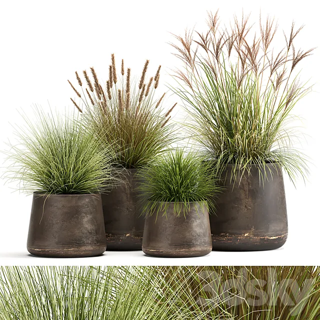 Collection of plants and bushes in rusty metal pots Reeds. grass. weinik. Set 988. 3DModel Collection of plants and bushes in rusty metal pots Reeds. grass. weinik. Set 988. 3DModel