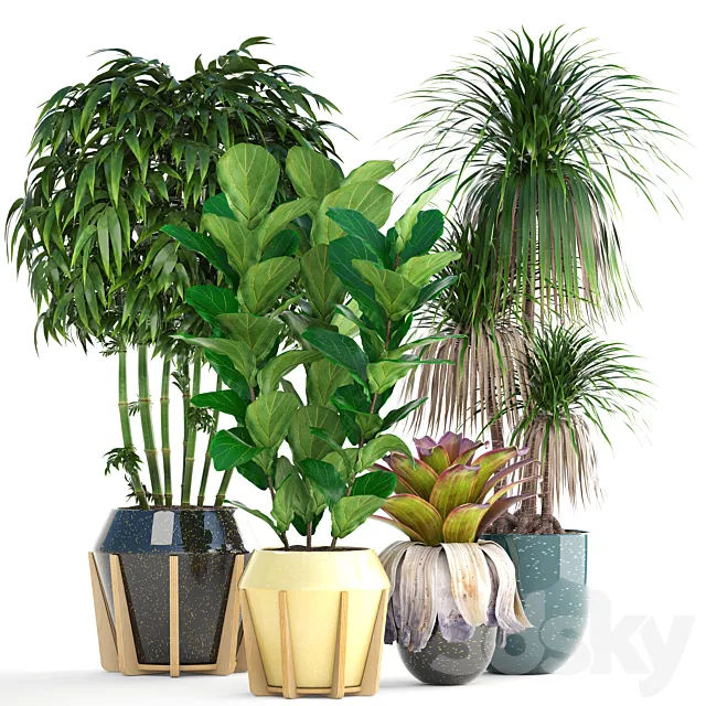 Collection of plants. Bamboo bushes Ficus Lyrata Dracaena exotic flower bromelia 3D Model Collection of plants. Bamboo bushes Ficus Lyrata Dracaena exotic flower bromelia 3D Model