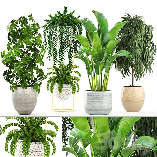 Collection of plants. Banana bush Ficus ali Schefflera Caladium indoor Scandinavian style 3D Model Collection of plants. Banana bush Ficus ali Schefflera Caladium indoor Scandinavian style 3D Model